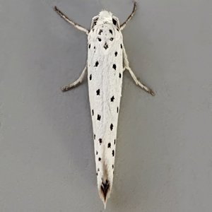 Image of Apple Ermine - Yponomeuta Malinellus