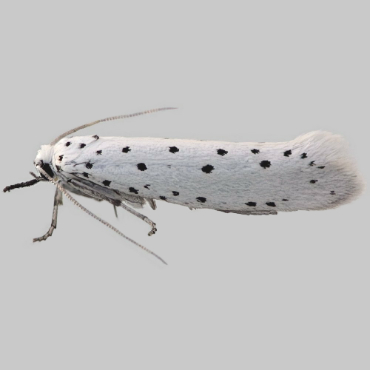 Picture of Spindle Ermine - Yponomeuta cagnagella