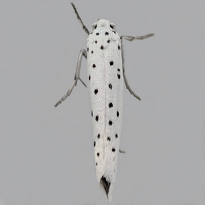 Image of Spindle Ermine - Yponomeuta cagnagella