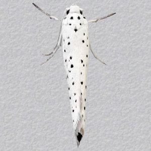 Image of Willow Ermine - Yponomeuta rorrella*