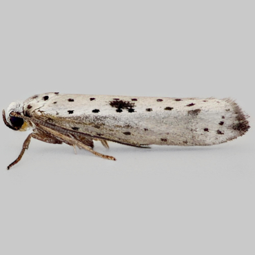 Picture of Black-tipped Ermine - Yponomeuta plumbella