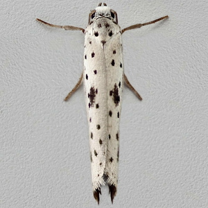 Image of Black-tipped Ermine - Yponomeuta plumbella