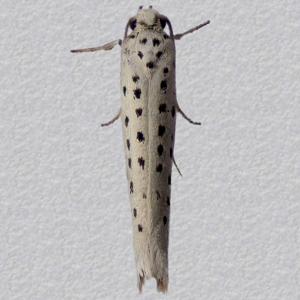 Image of Grey Ermine - Yponomeuta sedella