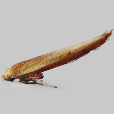 Picture of Brown Ash Ermine - Zelleria hepariella*