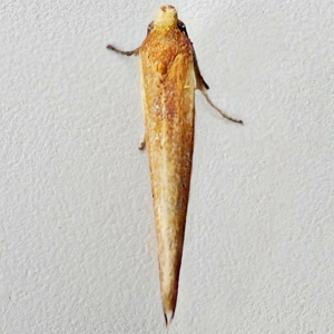 Image of Brown Ash Ermine - Zelleria hepariella*