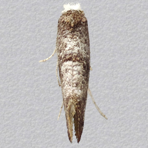 Image of Little Ermel - Swammerdamia Pyrella*