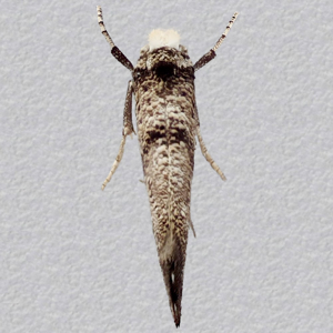 Image of Hawthorn Ermel - Pareaswammerdamia nebulella*