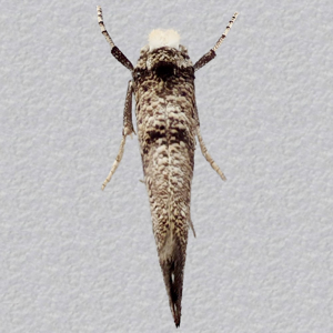 Image of Hawthorn Drab - Pareaswammerdamia nebulella*