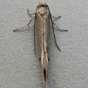 Image of Grey Pine Ermine - Ocnerostoma friesei*