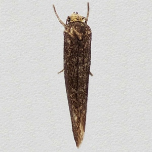 Image of Dark Ash Bud Moth - Prays ruficeps*