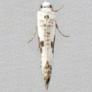 Image of Ash Bud Moth - Prays fraxinella*