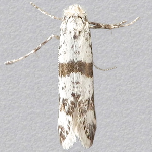 Image of Hawthorn Moth - Scythropia crataegella