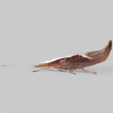 Picture of Honeysuckle Moth - Ypsolopha dentella