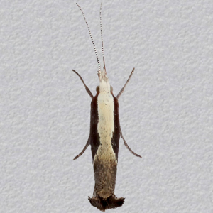 Image of Honeysuckle Moth - Ypsolopha dentella