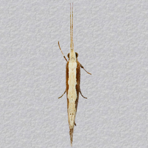 Image of Diamond-back Moth - Plutella xylostella