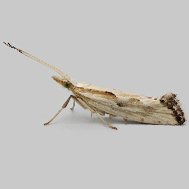 Picture of Grey-streaked Diamond-back - Plutella porrectella