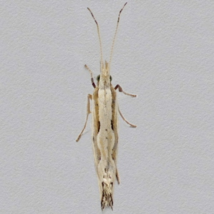 Image of Grey-streaked Diamond-back - Plutella porrectella