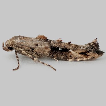 Picture of Garden Lance-wing - Epermenia chaerophyllella