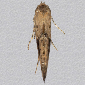 Image of Garden Lance-wing - Epermenia chaerophyllella