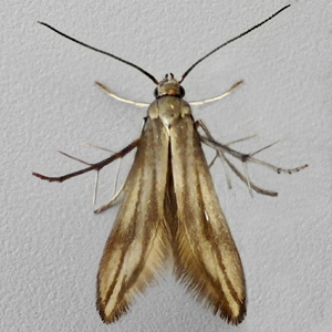 Image of Bramble False-feather - Schreckensteinia festaliella