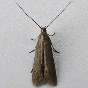 Image of Stitchwort Case-bearer - Coleophora lutarea*