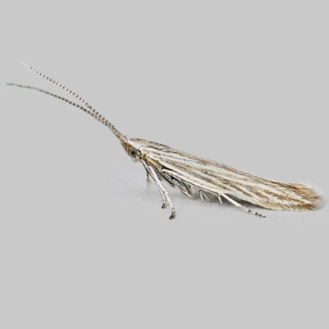 Picture of Coleophora SPP - Coleophora SPP