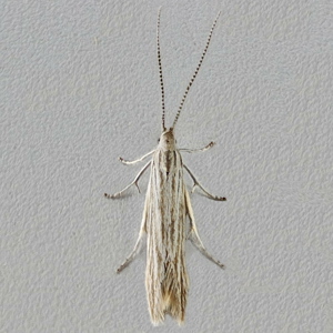 Image of Coleophora SPP - Coleophora SPP