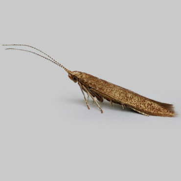 Picture of Common Case-bearer - Coleophora serratella