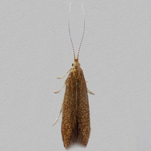 Image of Common Case-bearer - Coleophora serratella