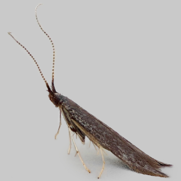 Picture of White-legged Case-bearer - Coleophora albitarsella*