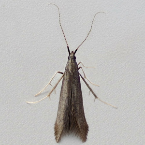 Image of White-legged Case-bearer - Coleophora albitarsella*