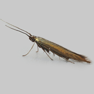 Picture of Large Clover Case-bearer - Coleophora trifolii