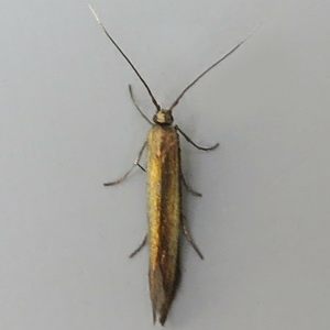 Image of Large Clover Case-bearer - Coleophora trifolii