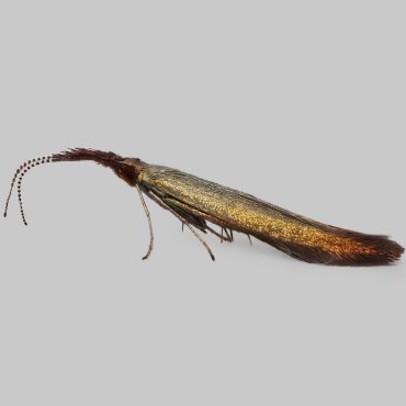 Picture of Meadow Case-bearer - Coleophora mayrella*