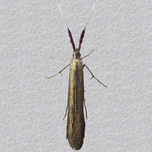 Image of Meadow Case-bearer - Coleophora mayrella*