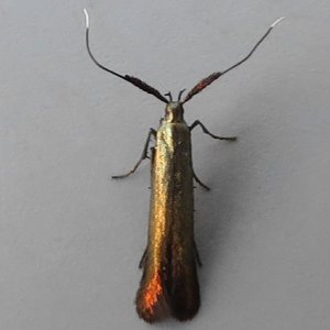 Image of Red-clover Case-bearer - Coleophora deauratella