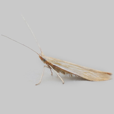 Picture of Woundwort Case-bearer - Coleophora lineolea