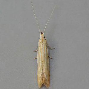 Image of Woundwort Case-bearer - Coleophora lineolea