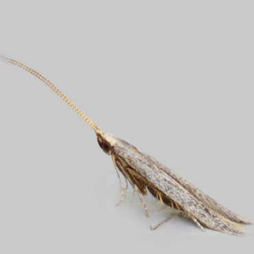 Picture of Black-stigma Case-bearer - Coleophora hemerobiella*