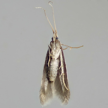 Alternate view
