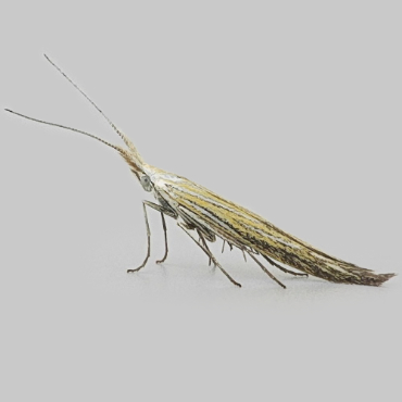 Picture of Downland Case-bearer - Coleophora lixella*