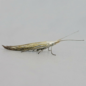 Image of Downland Case-bearer - Coleophora lixella*