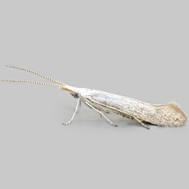 Picture of Pistol Case-bearer - Coleophora anatipennella