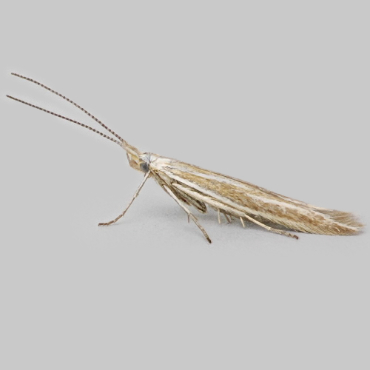 Picture of Gorse Case-bearer - Coleophora albicosta*