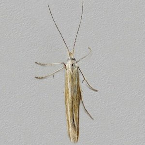 Image of Gorse Case-bearer - Coleophora albicosta*