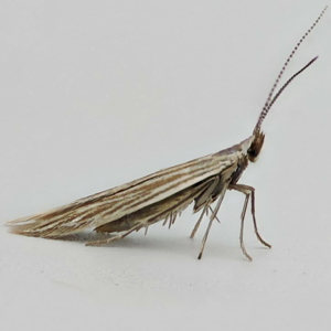 Image of Wood-rush Case-bearer - Coleophora otidipennella*