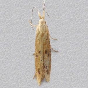 Image of Glasswort Case-bearer - Coleophora salicorniae*