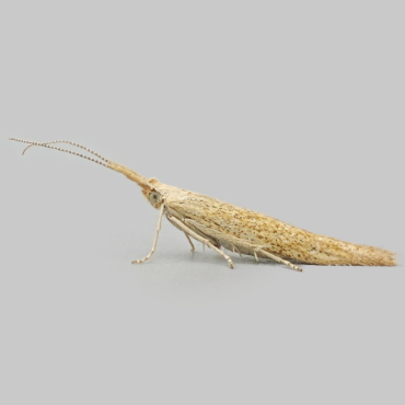 Picture of Body-marked Case-bearer - Coleophora clypeiferella*