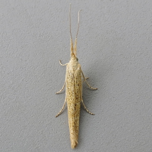 Image of Body-marked Case-bearer - Coleophora clypeiferella*