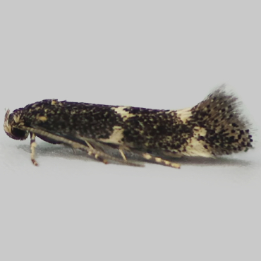 Picture of Black-headed Dwarf - Elachista atricomella